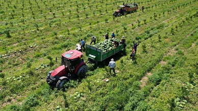 Adana’da karpuz fiyatları 7 liraya düştü