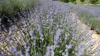 Tarlalar mor gelinliğini giydi, ziyaretçi için geri sayım başladı