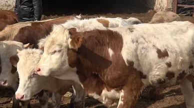 Uzmanı uyardı: "Yeni kesilmiş kurban etini buzdolabına koymayın"