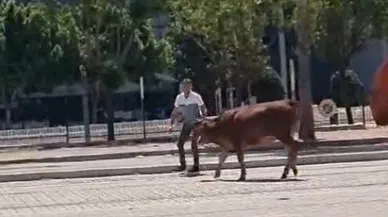 Firari kurbanlıklar sahiplerine ter döktürdü