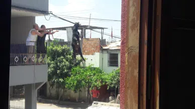 Damdan atlayan kurbanlık keçi elektrik tellerine takılı kaldı