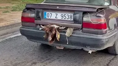 Otomobil bagajındaki kurbanlığın halini görenler gözlerine inanamadı