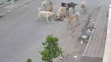 8 köpeğin kediyi telef ettiği anlar kamerada