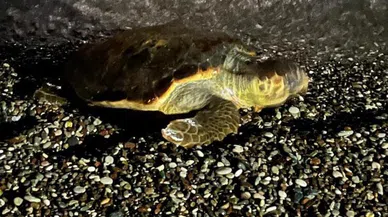 Konyaaltı sahilinde caretta caretta şaşkınlığı