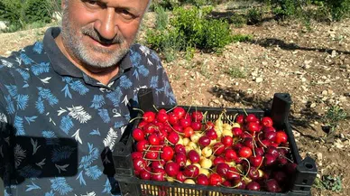 Kahramanmaraş’ta üretilen kiraz bahçede 27.5 markette 60 lira