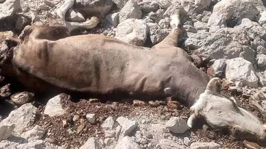 Yaylada inek ve buzağısı kurtlar tarafından telef edildi