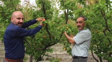 Üretilen 200 bin ton kayısının yarısı ihraç edildi