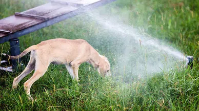 Sokak hayvanlarına klimalı konfor