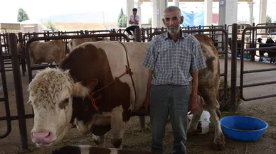 Kahramanmaraş'ta kurban pazarının en büyük tosunu 230 bin liraya satışta