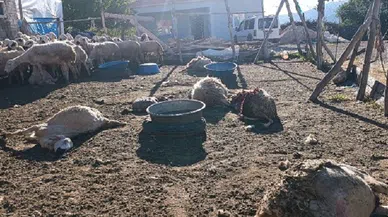ağıla giren kurt 8 koyunu telef etti