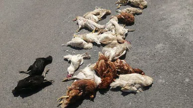 Sokak köpekleri kümes hayvanlarını telef etti.