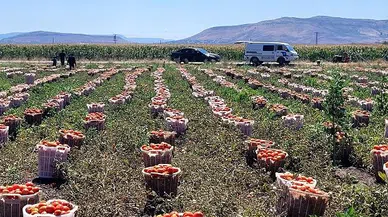 Türkoğlu’nda salçalık domates hasadı başladı