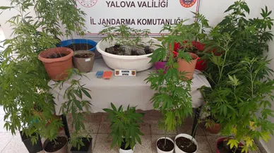 Yalova’da evinin terasında kenevir yetiştiren şüpheli yakalandı