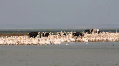 Süt inekleri Manyas Gölü'ne girip serinliyor