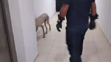 Hassa’da apartmanda mahsur kalan köpek kurtarıldı