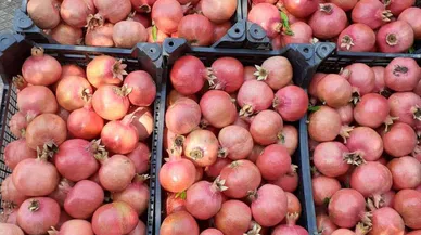 Gazipaşa'da 'Caner' cinsi narın hasadı başladı