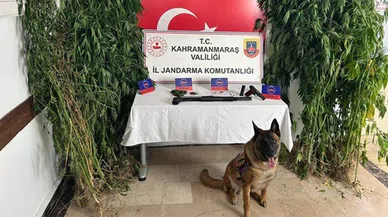 Narkotik Köpeği Ulak, tarladaki uyuşturucuları buldu