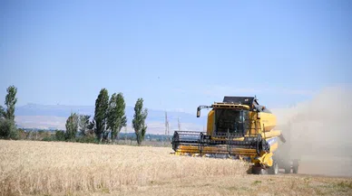 Öğrencilerin Elleriyle Yetiştirdiği Buğday hasadı