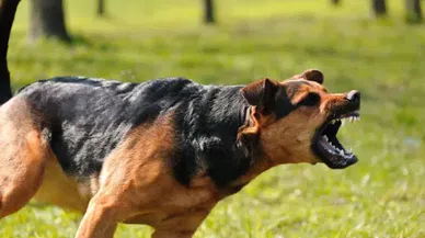 Sokak köpekleri kanun teklifi hazır! Karara 2 Kahramanmaraş Milletvekili imza attı