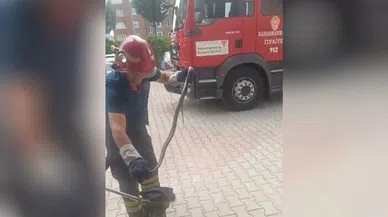 Kahramanmaraş’ta yılan paniği