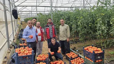 Elbistan’da domates hasadı