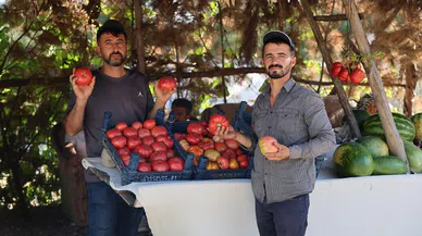 Kahramanmaraş’ta At ve katırlarla domates hasadı