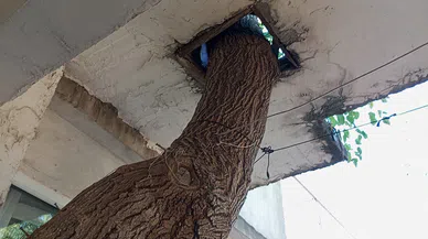 Baba yadigarı 45 yıllık dut ağacını kesmedi, evinin balkonundan geçirdi