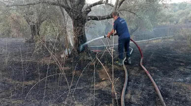 Defne’de zeytinlik yangın