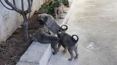2 duvar arasında ölümü bekleyen yavru köpekleri yaşama tutundurdular