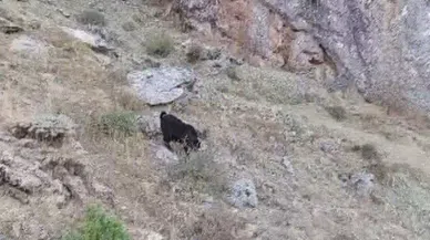 Kayalıklarda mahsur kalan keçiler kurtarıldI