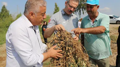 Adana Tarım ve Orman İl Müdürü Kökçüoğlu: "Yer fıstığının Türkiye genelindeki üretiminin yüzde 50'si ilimizde yetiştiril