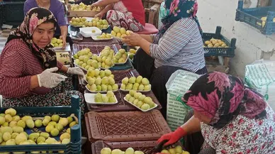 Mersin'de Mut beyaz incir altın yılını yaşıyor