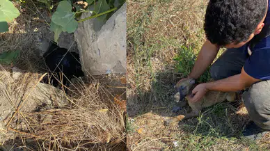 Kuyuya düşen yavru köpeği itfaiye kurtardı