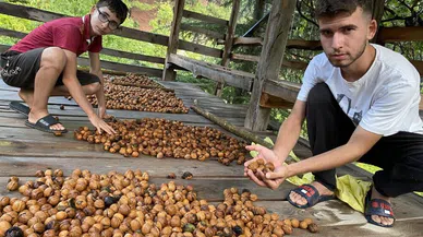 ceviz hasadı başladı
