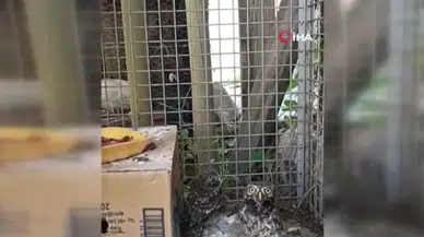Yavru Kukumav, Üveyik ve Tepeli Guguk kuşları tedavi edilerek doğaya salındı