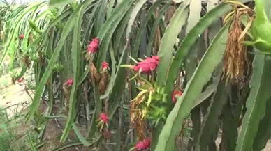 Mersin'de tropikal ejder meyvesinde hasat dönemi