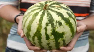 Kavun ve karpuzun iyisini seçmek için bu taktikleri kullanın!