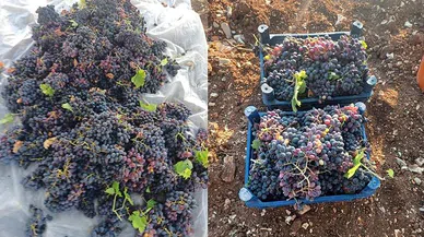 Pazarcık’ta yetişen üzümlerde hasat dönemi