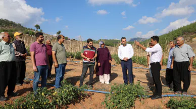 Muhtar dağlık ve susuz mahallede domates yetiştirdi