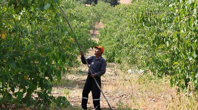 Kahramanmaraş'ta Bu köyün cevizi Amerika ve Avrupa'ya gönderiliyor