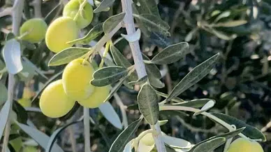 Bahçeden sofralara zeytinyağı yolculuğu başladı