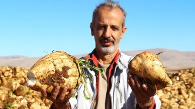Kahramanmaraş’ta şeker pancarı hasadı