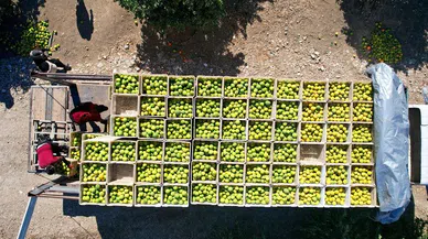 Portakaldan 371 bin ton verim bekleniyor