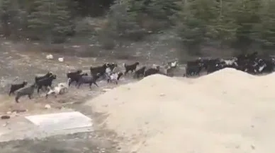 Başıboş köpekler keçi sürüsüne saldırdı, bir keçi telef oldu