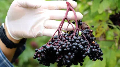 Dünyada En Çok Görülen Kanserlerden Kolon Kanserine Yeni Bir Çare: Kara Mürver Meyvesi