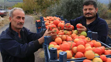 Bu Sezon Üreticisinin Yüzü Güldü: Kış Mevsiminde Açıkta Domates Hasadı Sürüyor