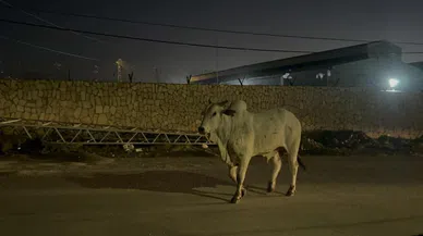 Tırdan Kaçarak Şehir Turuna Çıkan Angus İğneyle Bayıltılarak Yakalandı