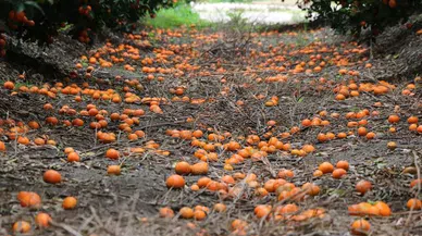 Dökülen Ya Da Ağaçta Kalan Narenciye Akdeniz Meyve Sineği Popülasyonunu Artırıyor