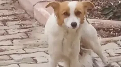 Yavru Kediyi ‘Çiko' İsimli Depremzede Köpek Emziriyor
