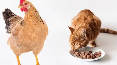 ABD'de kuş gribi salgını yayılıyor!